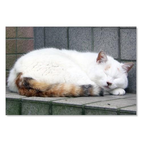 のら猫ポストカードシリーズ （a stray cat） No.001 〈千駄ヶ谷〉 ムーングラフィッ...