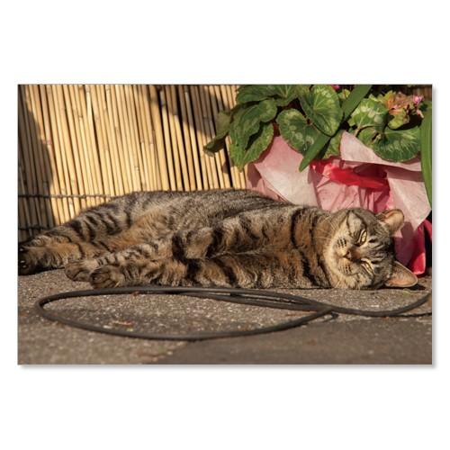 のら猫ポストカードシリーズ （a stray cat） No.002 〈神田〉 ムーングラフィックス...