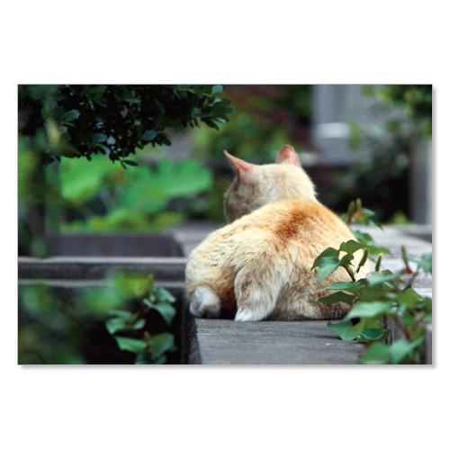 のら猫ポストカードシリーズ （a stray cat） No.004 〈南青山〉 ムーングラフィック...