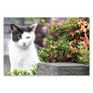 のら猫ポストカードシリーズ  No.005  ムーングラフィックス FLAGS