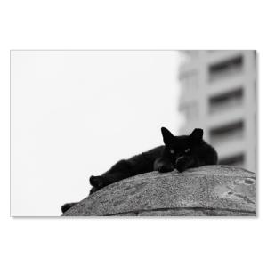 のら猫ポストカードシリーズ  No.006  ムーングラフィックス FLAGS