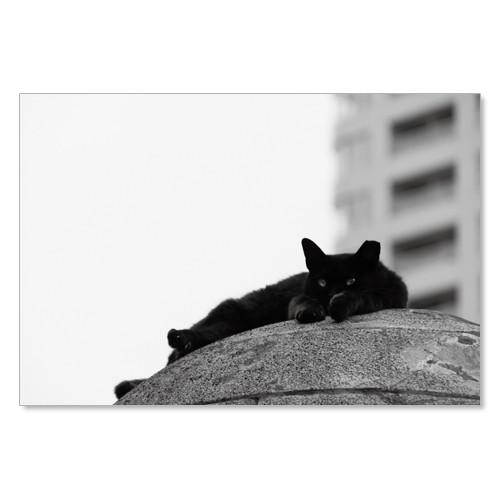 のら猫ポストカードシリーズ （a stray cat） No.006 〈南青山〉 ムーングラフィック...