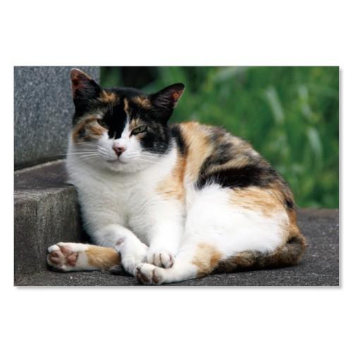 のら猫ポストカードシリーズ （a stray cat） No.007 〈南青山〉 ムーングラフィック...