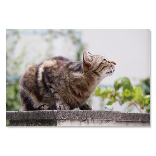 のら猫ポストカードシリーズ （a stray cat） No.008 〈外苑前〉 ムーングラフィック...