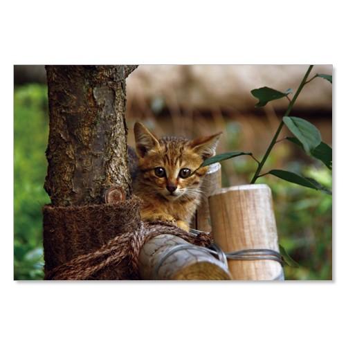 のら猫ポストカードシリーズ （a stray cat） No.009 〈千駄ヶ谷〉 ムーングラフィッ...