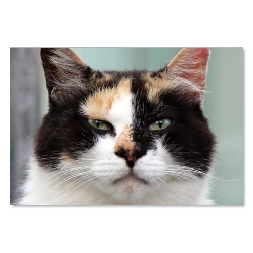 のら猫ポストカードシリーズ （a stray cat） No.010 〈南青山〉 ムーングラフィック...