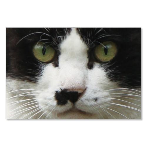 のら猫ポストカードシリーズ （a stray cat） No.012 〈南青山〉 ムーングラフィック...