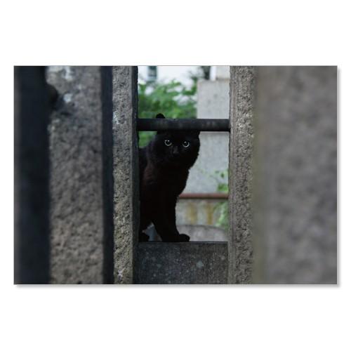 のら猫ポストカードシリーズ （a stray cat） No.016 〈南青山〉 ムーングラフィック...