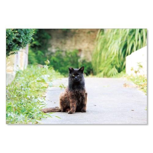 のら猫ポストカードシリーズ （a stray cat） No.018 〈南青山〉 ムーングラフィック...