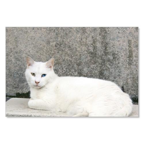 のら猫ポストカードシリーズ （a stray cat） No.019 〈表参道〉 ムーングラフィック...