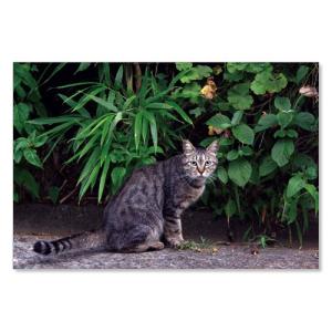 のら猫ポストカードシリーズ  No.020  ムーングラフィックス FLAGS