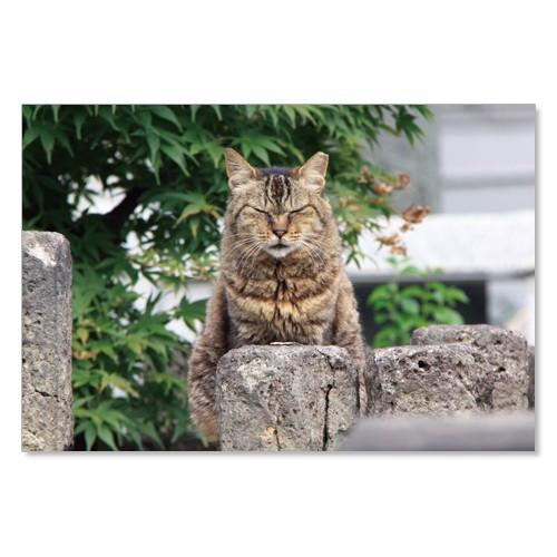 のら猫ポストカードシリーズ （a stray cat） No.023 〈南青山〉 ムーングラフィック...