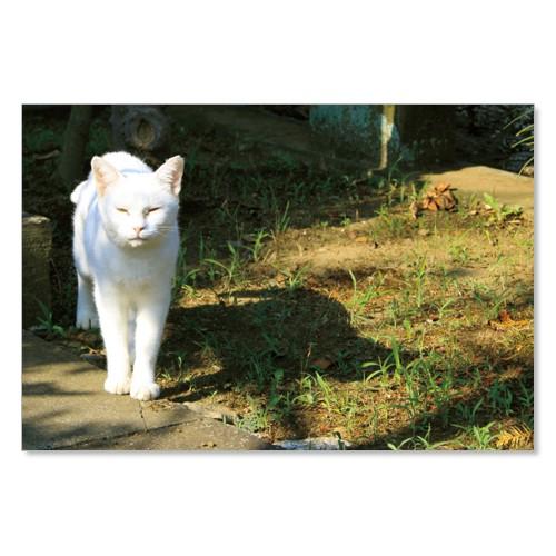 のら猫ポストカードシリーズ （a stray cat） No.024 〈谷中〉 ムーングラフィックス...