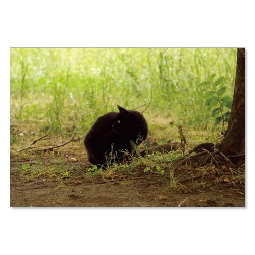 のら猫ポストカードシリーズ （a stray cat） No.025 〈南青山〉 ムーングラフィック...