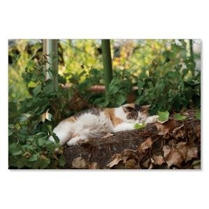 のら猫ポストカードシリーズ  No.026  ムーングラフィックス FLAGS