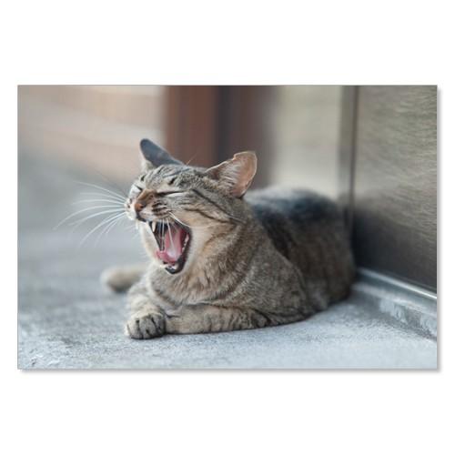 のら猫ポストカードシリーズ （a stray cat） No.027 〈谷中〉 ムーングラフィックス...