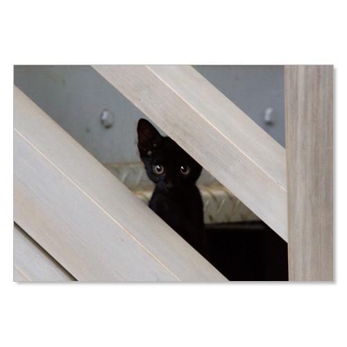 のら猫ポストカードシリーズ （a stray cat） No.029 〈千駄ヶ谷〉 ムーングラフィッ...