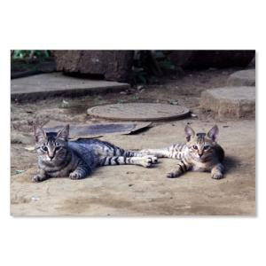 のら猫ポストカードシリーズ  No.030  ムーングラフィックス FLAGS