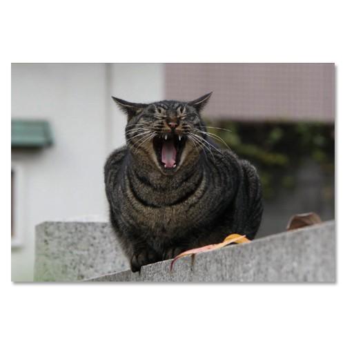 東京の猫ポストカードシリーズ Cat in Tokyo 002〈白山〉 ムーングラフィックス FLA...