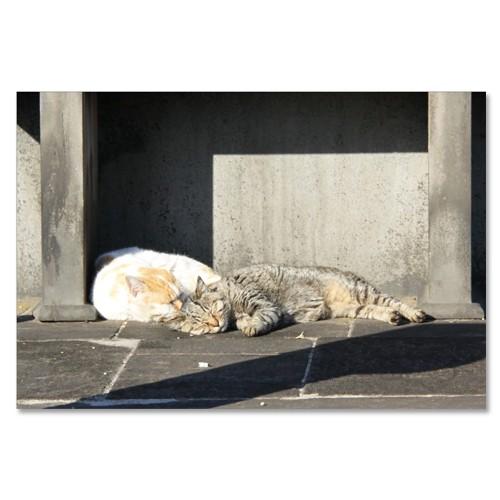 東京の猫ポストカードシリーズ Cat in Tokyo 004〈谷中〉 ムーングラフィックス FLA...