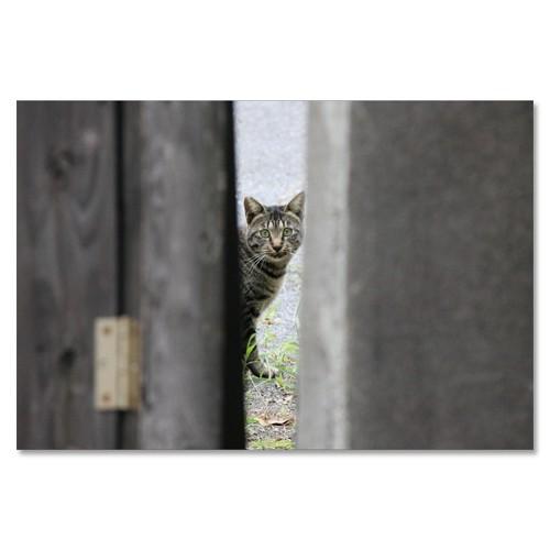 東京の猫ポストカードシリーズ Cat in Tokyo 006〈千駄ヶ谷〉 ムーングラフィックス F...