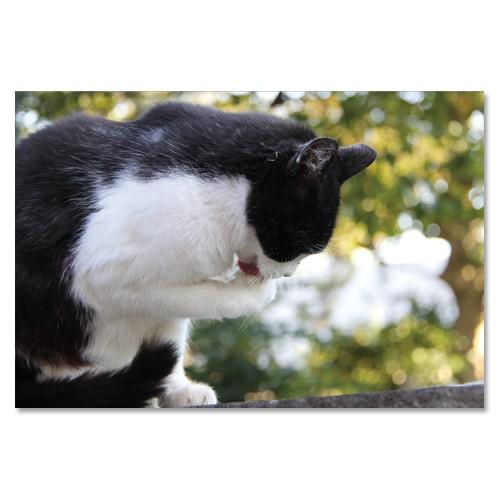 東京の猫ポストカードシリーズ Cat in Tokyo 008〈谷中〉 ムーングラフィックス FLA...