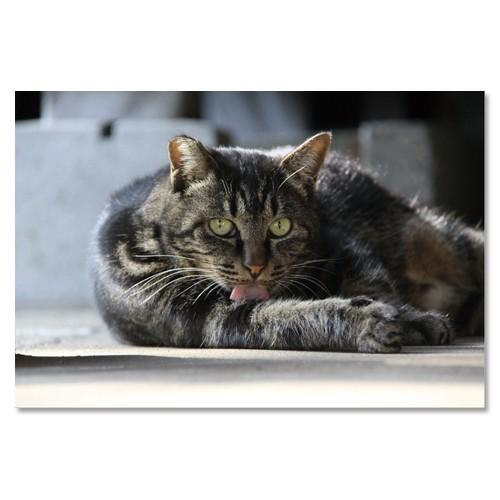 東京の猫ポストカードシリーズ Cat in Tokyo 010〈白山〉 ムーングラフィックス FLA...