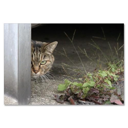 東京の猫ポストカードシリーズ Cat in Tokyo 013〈青山〉 ムーングラフィックス FLA...