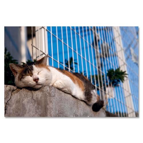 東京の猫ポストカードシリーズ Cat in Tokyo 015〈神田〉 ムーングラフィックス FLA...