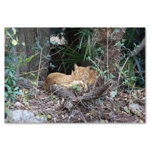 東京の猫ポストカードシリーズ Cat in Tokyo 016〈小石川〉