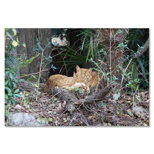 東京の猫ポストカードシリーズ Cat in Tokyo 016〈小石川〉 ムーングラフィックス FL...