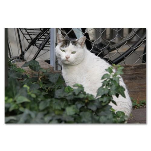 東京の猫ポストカードシリーズ Cat in Tokyo 017〈巣鴨〉 ムーングラフィックス FLA...