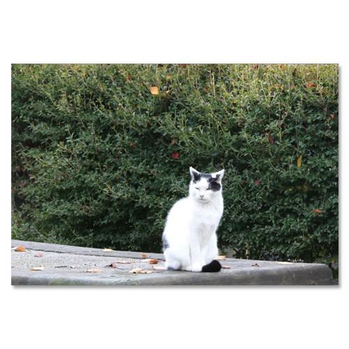 東京の猫ポストカードシリーズ Cat in Tokyo 020〈谷中〉 ムーングラフィックス FLA...