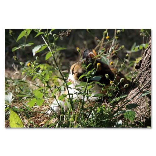 東京の猫ポストカードシリーズ Cat in Tokyo 021〈青山〉 ムーングラフィックス FLA...