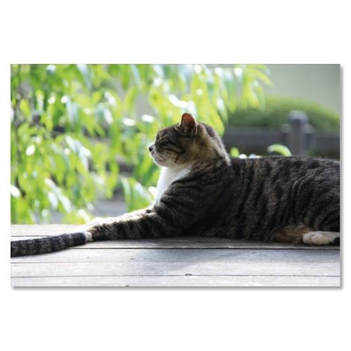 東京の猫ポストカードシリーズ Cat in Tokyo 024〈新宿御苑〉 ムーングラフィックス F...