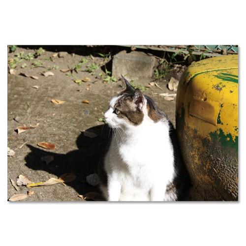東京の猫ポストカードシリーズ Cat in Tokyo 027〈後楽園〉 ムーングラフィックス FL...