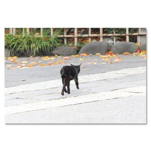 東京の猫ポストカードシリーズ Cat in Tokyo 028〈白山〉 ムーングラフィックス FLA...