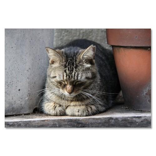 東京の猫ポストカードシリーズ Cat in Tokyo 029〈巣鴨〉 ムーングラフィックス FLA...