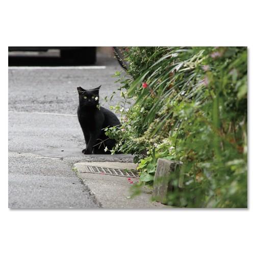 東京の猫ポストカードシリーズ Cat in Tokyo 030〈中野新橋〉 ムーングラフィックス F...