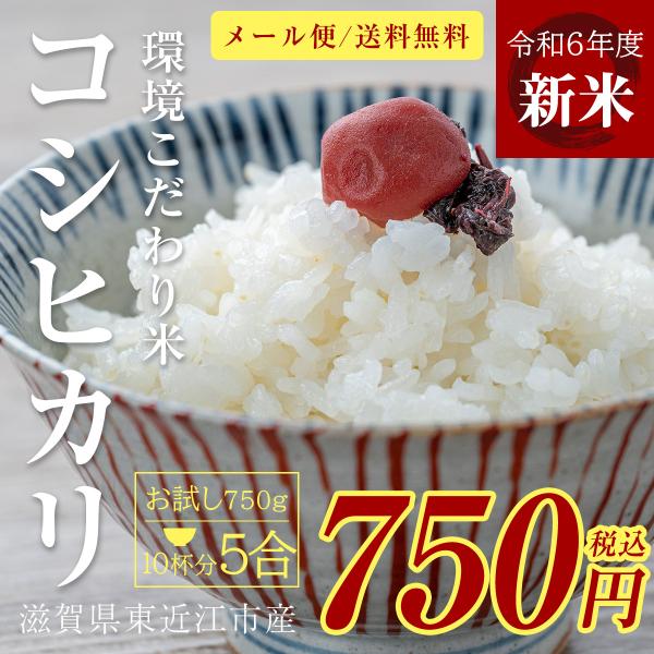 新米 コシヒカリ 5合 750g 令和6年 送料無料 ポイント消化 お試し お茶碗10杯分 お米 白...