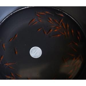 アカミナミヌマエビ 5匹+補償分3匹+無農薬ウイローモス5ｇ