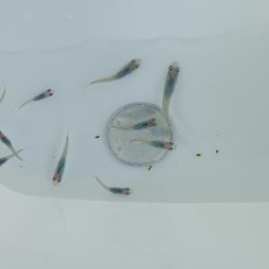 【Sサイズ】深海 メダカ 稚魚15匹の詳細画像1