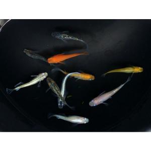 再開【お得】おまかせミックス メダカ 15匹 ...の詳細画像1