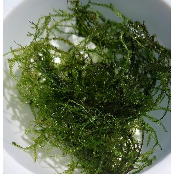 【クリックポスト 送料無料】無農薬 ウィローモス 約15ｇ