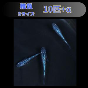 【Sサイズ】サファイア メダカ 稚魚10匹の商品画像