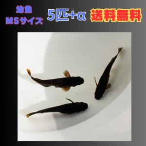 【幼魚MSサイズ】カイジ メダカ 幼魚5匹 【本州(中国、四国除く)送料無料】