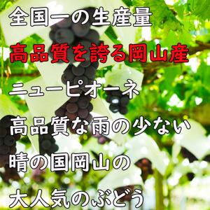 シャインマスカット ピオーネ 岡山 晴王 50...の詳細画像2