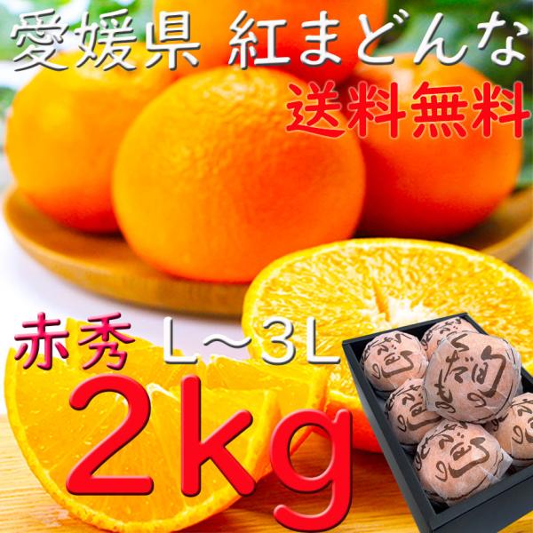 お歳暮 紅まどんな 愛媛 赤秀 ２kg Ｌ〜３Ｌサイズ 和紙 個包装 JAえひめ中央 進物 光センサ...