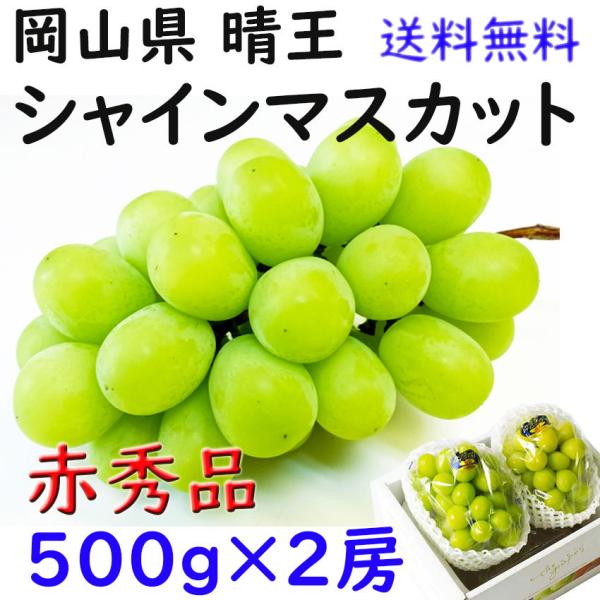 シャイマスカット 岡山県産 晴王 お中元 赤秀 500ｇ×２ のし 贈答 熨斗対応 日付指定ＯＫ ギ...