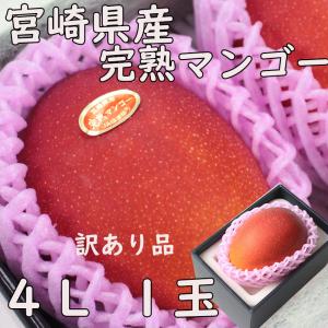 ご予約商品 訳あり宮崎県産マンゴー 約1.3kg (約3〜6個) 完熟マンゴー 